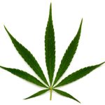 Marihuana w zastosowaniach medycznych