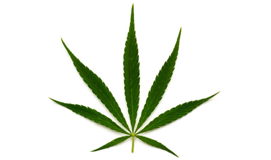 Marihuana w zastosowaniach medycznych